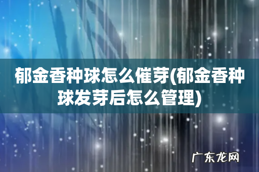 郁金香种球发芽后怎么管理 郁金香种球怎么催芽