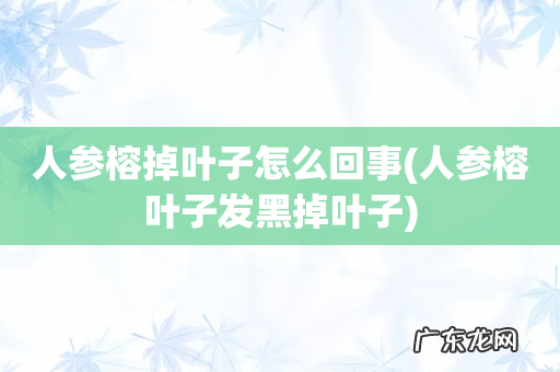人参榕叶子发黑掉叶子 人参榕掉叶子怎么回事