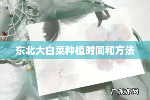 东北大白菜种植时间和方法