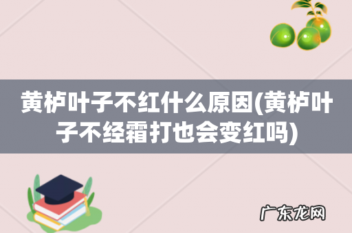 黄栌叶子不经霜打也会变红吗 黄栌叶子不红什么原因