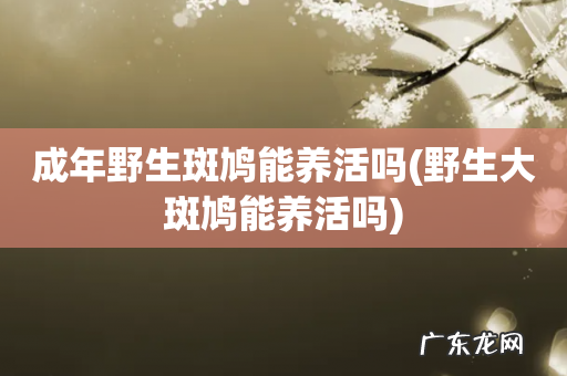 野生大斑鸠能养活吗 成年野生斑鸠能养活吗