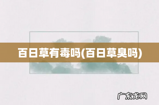 百日草臭吗 百日草有毒吗