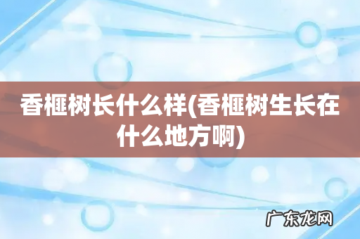 香榧树生长在什么地方啊 香榧树长什么样