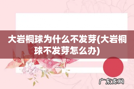 大岩桐球不发芽怎么办 大岩桐球为什么不发芽