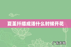 夏堇扦插成活什么时候开花