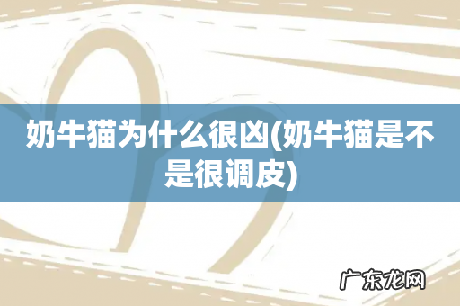 奶牛猫是不是很调皮 奶牛猫为什么很凶