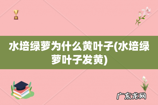 水培绿萝叶子发黄 水培绿萝为什么黄叶子