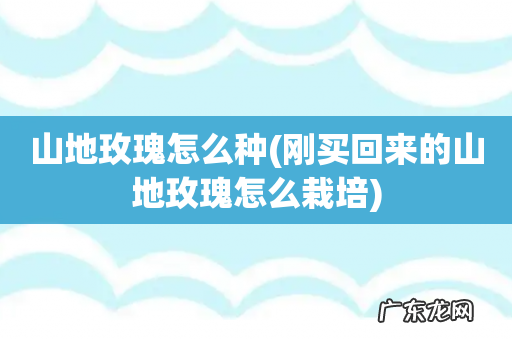 刚买回来的山地玫瑰怎么栽培 山地玫瑰怎么种
