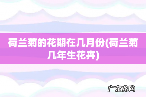 荷兰菊几年生花卉 荷兰菊的花期在几月份