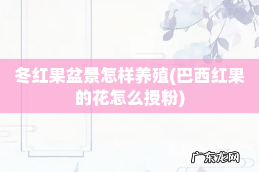 巴西红果的花怎么授粉 冬红果盆景怎样养殖