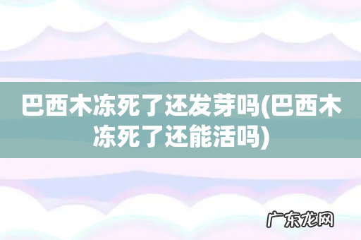 巴西木冻死了还能活吗 巴西木冻死了还发芽吗