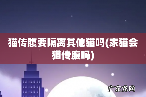 家猫会猫传腹吗 猫传腹要隔离其他猫吗
