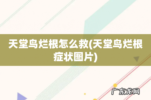 天堂鸟烂根症状图片 天堂鸟烂根怎么救