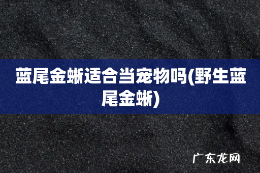 野生蓝尾金蜥 蓝尾金蜥适合当宠物吗