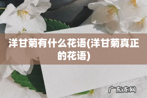 洋甘菊真正的花语 洋甘菊有什么花语