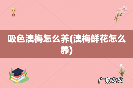 澳梅鲜花怎么养 吸色澳梅怎么养