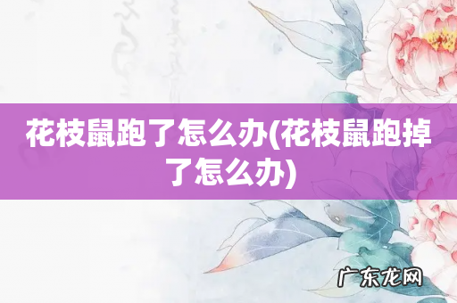 花枝鼠跑掉了怎么办 花枝鼠跑了怎么办