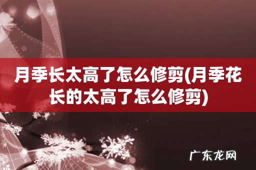 月季花长的太高了怎么修剪 月季长太高了怎么修剪