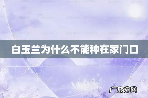 白玉兰为什么不能种在家门口