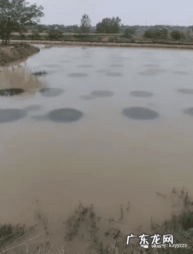 养虾风水好吗 虾形风水地可以出什么人?