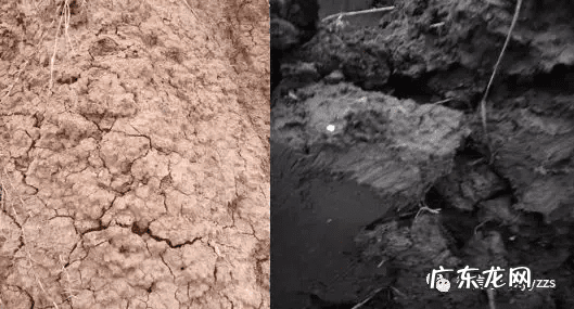 养虾风水好吗 虾形风水地可以出什么人?