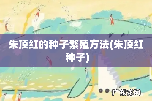 朱顶红 种子 朱顶红的种子繁殖方法