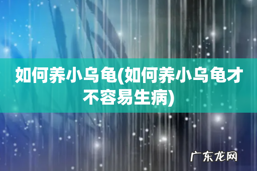 如何养小乌龟才不容易生病 如何养小乌龟