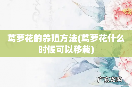 茑萝花什么时候可以移栽 茑萝花的养殖方法