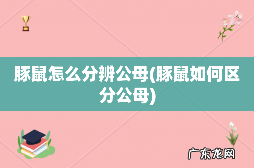 豚鼠如何区分公母 豚鼠怎么分辨公母