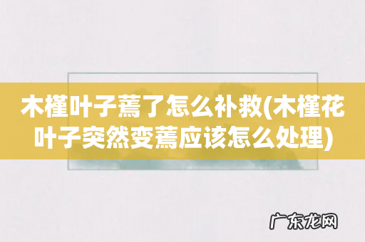 木槿花叶子突然变蔫应该怎么处理 木槿叶子蔫了怎么补救