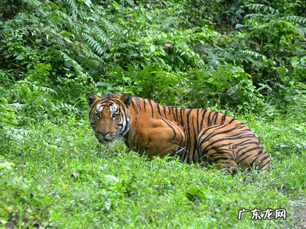 鳄鱼皮风水 风水鳄鱼下山