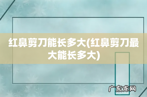 红鼻剪刀最大能长多大 红鼻剪刀能长多大