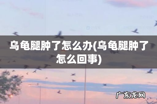 乌龟腿肿了怎么回事 乌龟腿肿了怎么办