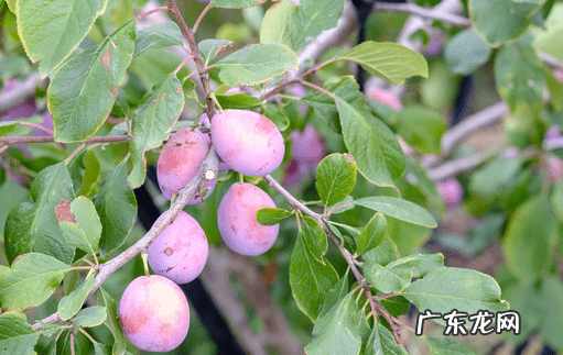 吃西梅有什么好处和坏处 西梅的营养价值与功效与作用l