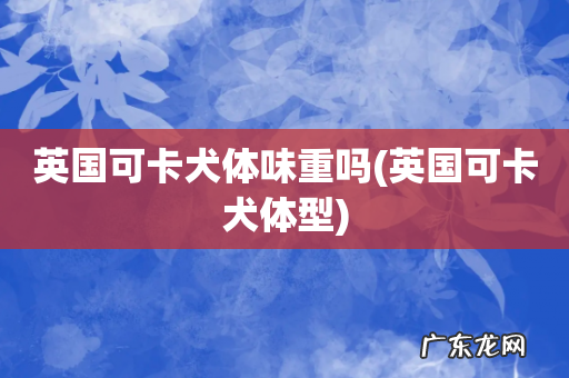 英国可卡犬体型 英国可卡犬体味重吗