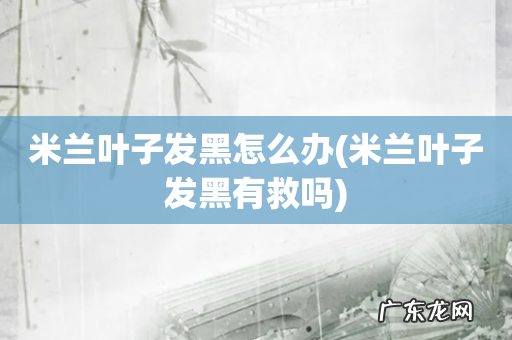 米兰叶子发黑有救吗 米兰叶子发黑怎么办