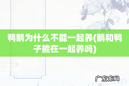 鹅和鸭子能在一起养吗 鸭鹅为什么不能一起养