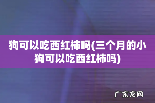 三个月的小狗可以吃西红柿吗 狗可以吃西红柿吗