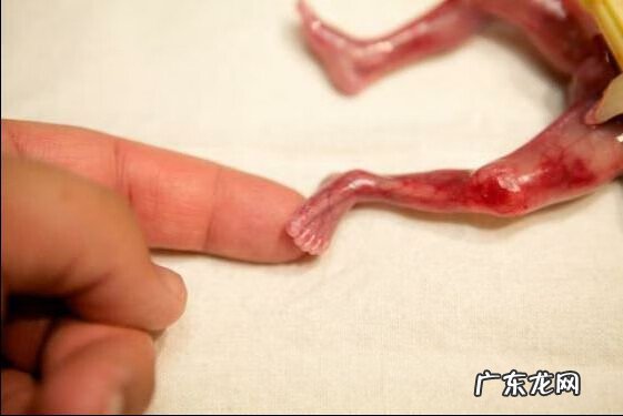 19周早产儿图片欣赏 19周早产儿