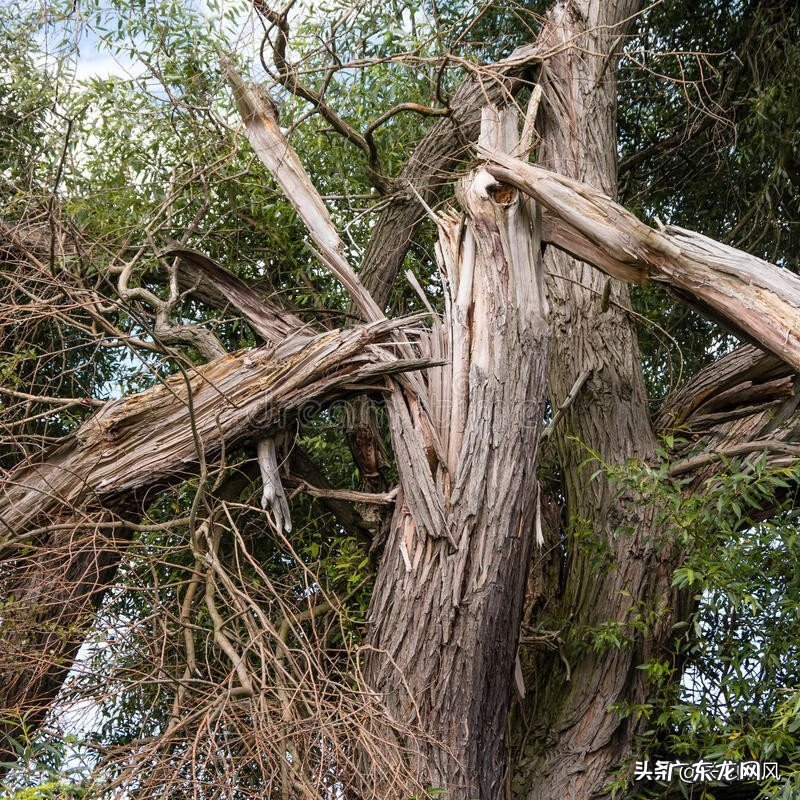 墙上长出榕树风水怎样 房子在榕树下风水