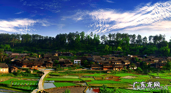 墙上长出榕树风水怎样 房子在榕树下风水