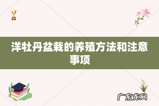 洋牡丹盆栽的养殖方法和注意事项