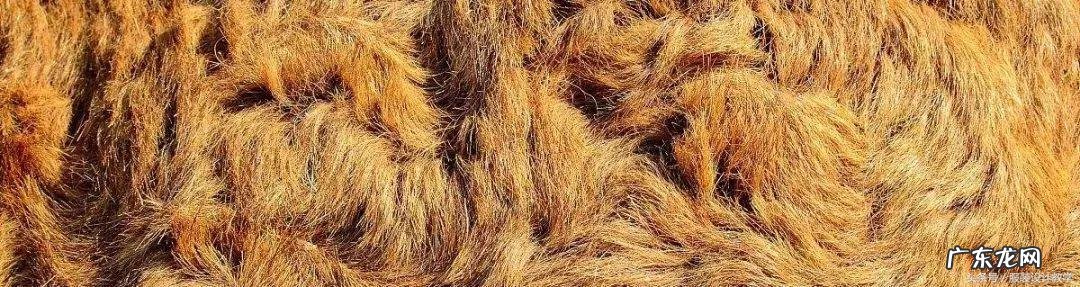 仿真芦苇什么颜色好看 服装店放仿真芦苇风水好不好