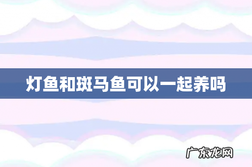 灯鱼和斑马鱼可以一起养吗