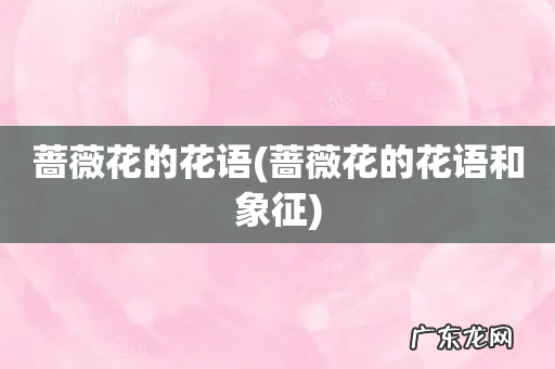 蔷薇花的花语和象征 蔷薇花的花语