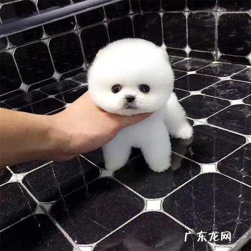 你喜欢哪种小动物 最喜欢的小动物作文