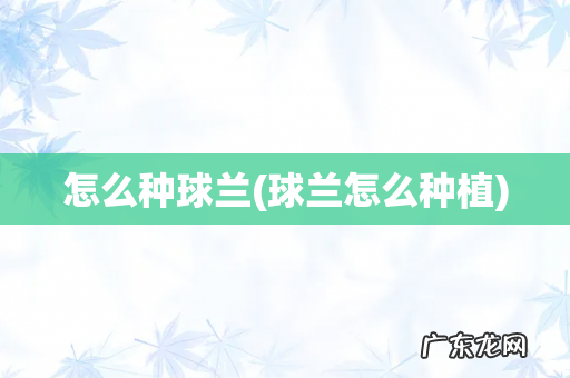 球兰怎么种植 怎么种球兰