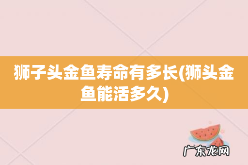 狮头金鱼能活多久 狮子头金鱼寿命有多长