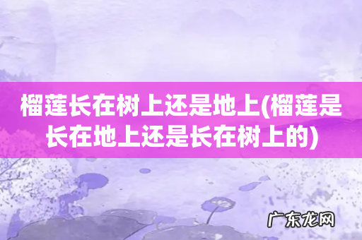 榴莲是长在地上还是长在树上的 榴莲长在树上还是地上