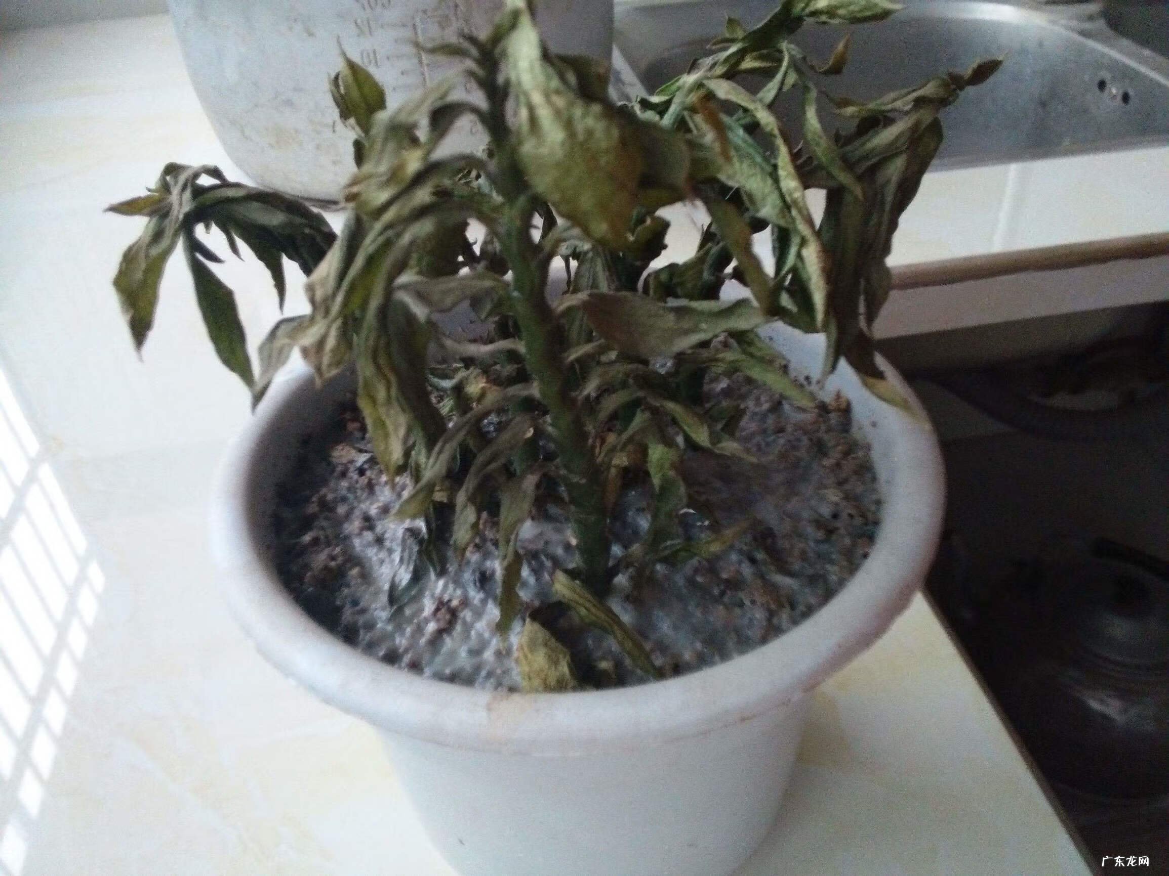 鼻子出血风水上怎么说 流鼻血与风水有关吗